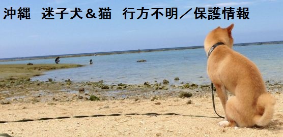 沖縄　迷子犬＆猫　行方不明／保護情報